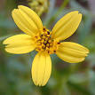 Asteraceae - Wikipedia, the free encyclopedia