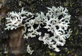 Attēlu rezultāti vaicājumam “Physcia tenella”