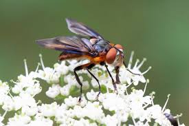 Attēlu rezultāti vaicājumam “Tachinidae”