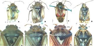 Attēlu rezultāti vaicājumam “Lygus pratensis imago”