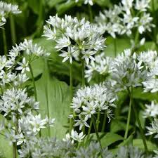 Image result for Allium ursinum