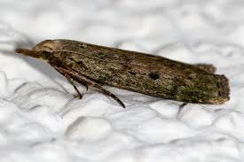 Attēlu rezultāti vaicājumam “Aphomia sociella female”