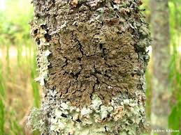 Attēlu rezultāti vaicājumam “Physconia detersa”