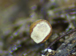 Attēlu rezultāti vaicājumam “Craterium minutum stalked”