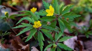 Image result for Buschwindröschen