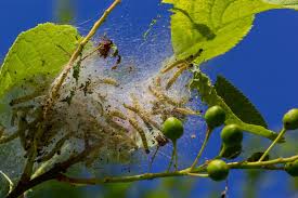 Attēlu rezultāti vaicājumam “Yponomeuta evonymella larva”