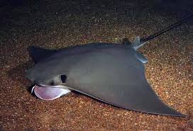 Image result for Rhinoptera brasiliensis