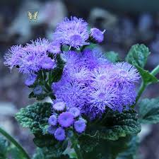 Image result for Ageratum houstonianum