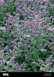 Attēlu rezultāti vaicājumam “Mentha longifolia flower”