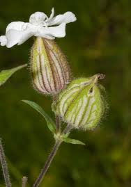 Attēlu rezultāti vaicājumam “Silene latifolia subsp. alba flower”