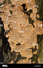 Attēlu rezultāti vaicājumam “Phlebia serialis”