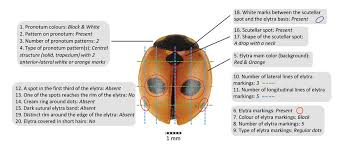 Attēlu rezultāti vaicājumam “Coccinella quinquepunctata”