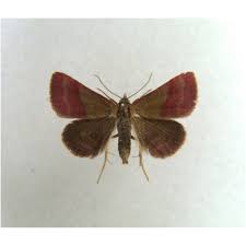 Attēlu rezultāti vaicājumam “Phytometra viridaria”