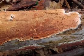 Attēlu rezultāti vaicājumam “Gloeoporus taxicola”