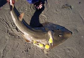 Image result for Acroteriobatus blochii