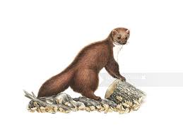 Attēlu rezultāti vaicājumam “Martes foina”