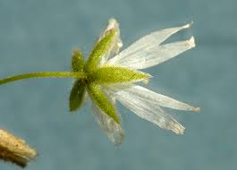 Attēlu rezultāti vaicājumam “Cerastium sylvaticum”