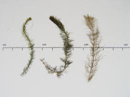 Attēlu rezultāti vaicājumam “Myriophyllum alterniflorum”