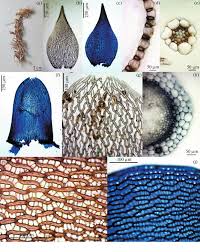 Attēlu rezultāti vaicājumam “Sphagnum russowii”