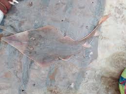 Image result for Glaucostegus cemiculus