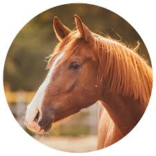 Afbeeldingsresultaat voor paarden