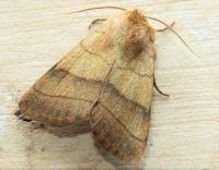 Attēlu rezultāti vaicājumam “Charanyca trigrammica”