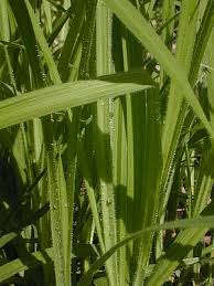 Attēlu rezultāti vaicājumam “Hemitrichia sordivesiculosa sessile”