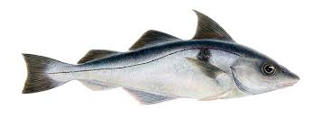 Image result for Melanogrammus aeglefinus