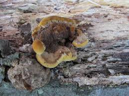 Attēlu rezultāti vaicājumam “Phellinus ferruginosus”