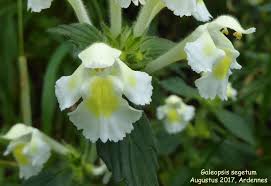 Image result for Galeopsis segetum