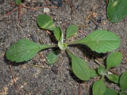 Image result for Scabiosa ochroleuca