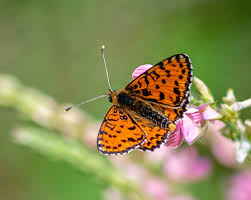 Attēlu rezultāti vaicājumam “Melitaea diamina”