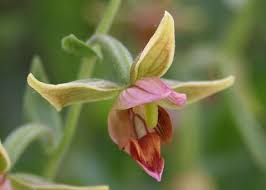 Attēlu rezultāti vaicājumam “Epirranthis diversata upperside”