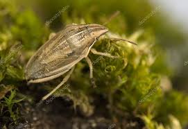 Attēlu rezultāti vaicājumam “Aelia acuminata”