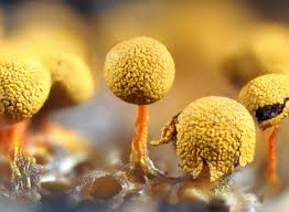 Attēlu rezultāti vaicājumam “Craterium leucocephalum var. scyphoides stalked”