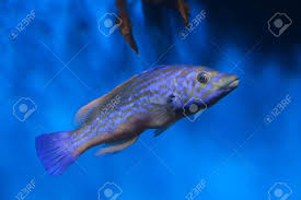 Image result for Labrus mixtus