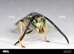 Attēlu rezultāti vaicājumam “Vespula germanica male”