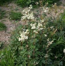 Attēlu rezultāti vaicājumam “Filipendula ulmaria  flower”