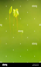 Attēlu rezultāti vaicājumam “Pohlia wahlenbergii sporophyte”