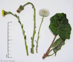 Attēlu rezultāti vaicājumam “Tussilago farfara fruit”