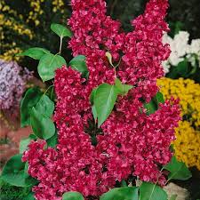 Image result for flieder