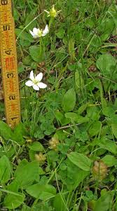 Attēlu rezultāti vaicājumam “Parnassiaceae”