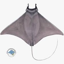 Image result for Mobula munkiana