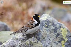 Image result for Calcarius lapponicus