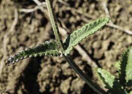 Attēlu rezultāti vaicājumam “Stachys officinalis leaf”