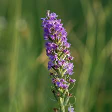 Attēlu rezultāti vaicājumam “Dactylorhiza majalis subsp. baltica flower”