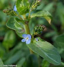 Attēlu rezultāti vaicājumam “Veronica beccabunga”