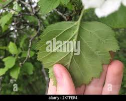 Attēlu rezultāti vaicājumam “Crataegus submollis”