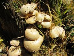 Attēlu rezultāti vaicājumam “Lentinus lepideus”