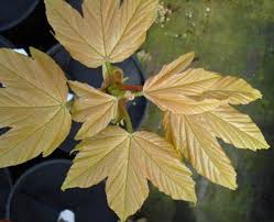 Attēlu rezultāti vaicājumam “Acer pseudoplatanus fo. purpurascens”